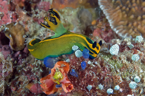 Nudibranch crawling on the coral reef. Philippines