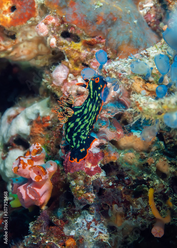 Nembrotha kubaryana nudibranch crawling on the coral. Underwater photography  Philippines.