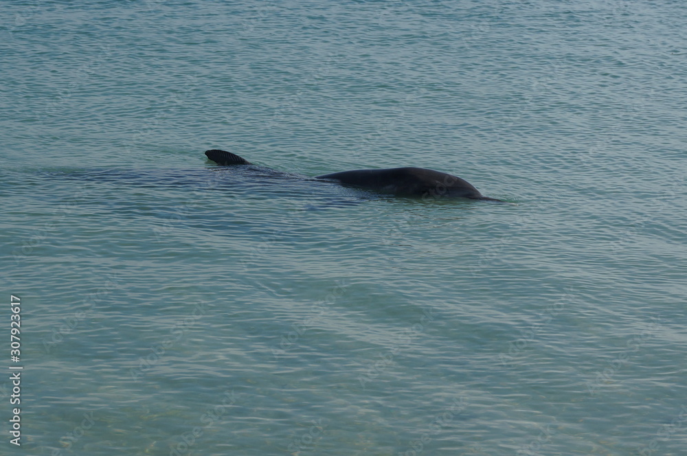 Fototapeta premium イルカに餌付け