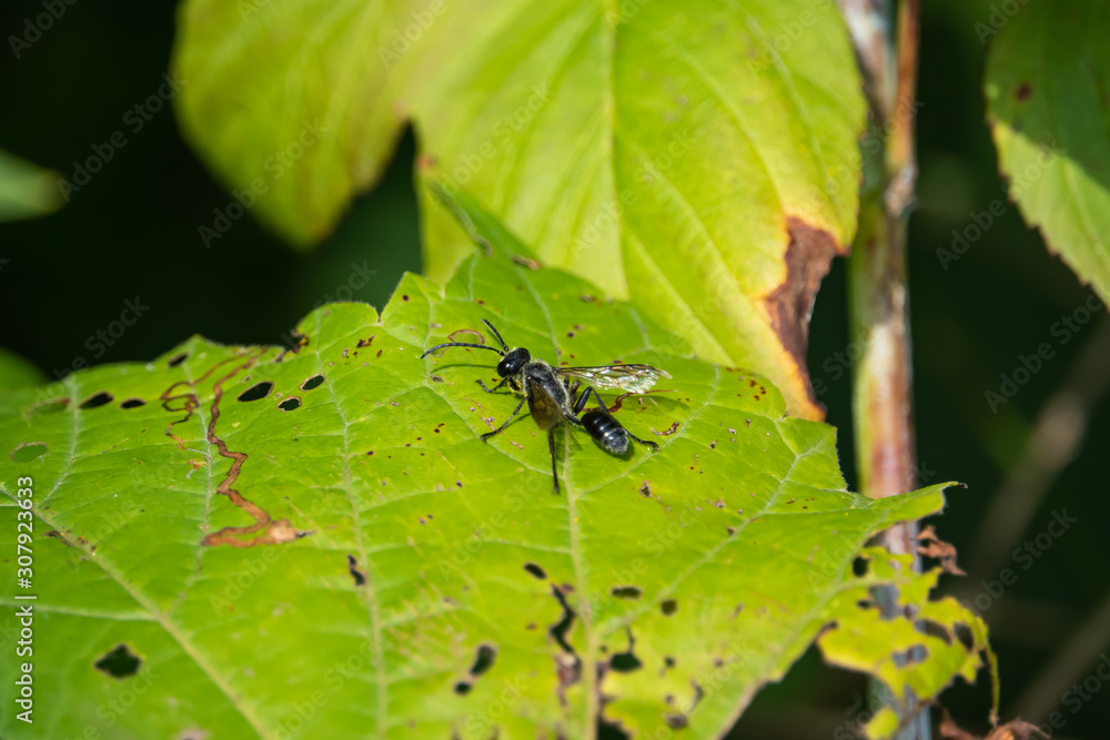 Fototapeta premium Grass Carrying Wasp on Leaf in Summer