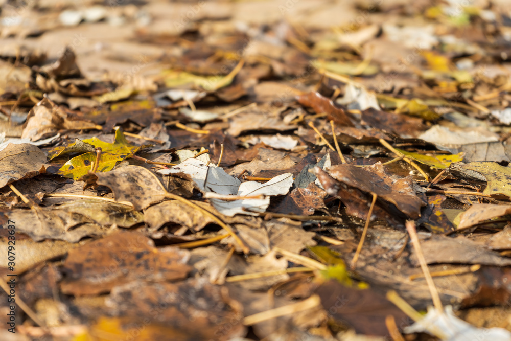 autumn leaves on the ground autumn leaves on the ground