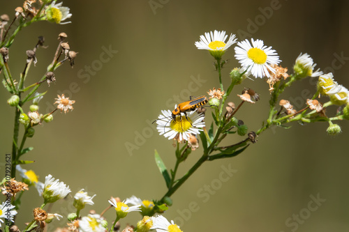 Goldenrod Soldier Beetle on Fleablane Flowers photo