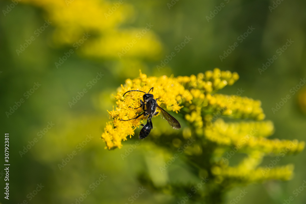 Grass Carrying Wasp on Goldenrod Flowers Grass Carrying Wasp on Goldenrod Flowers