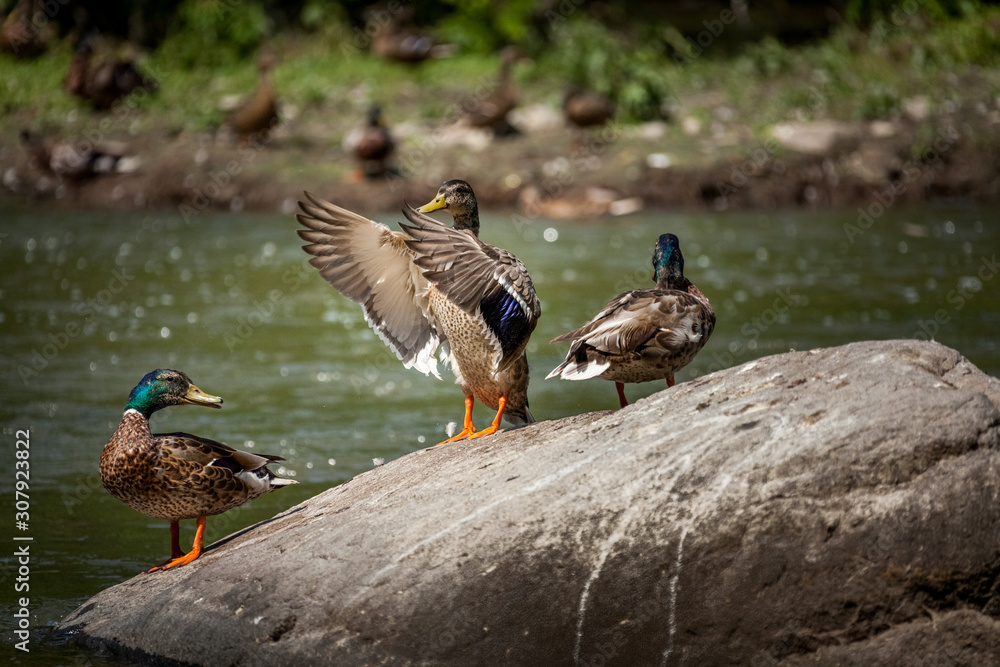 Fototapeta premium Beautiful Canada Mallard duck in water.