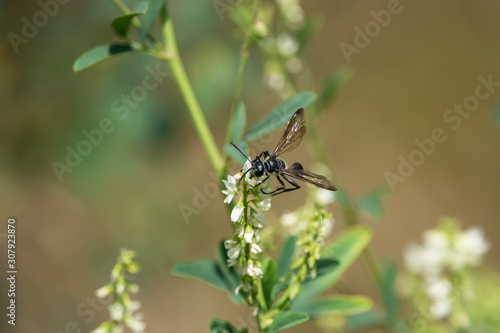 Grass Carrying Wasp on Sweet White Clover Flowers © Erik