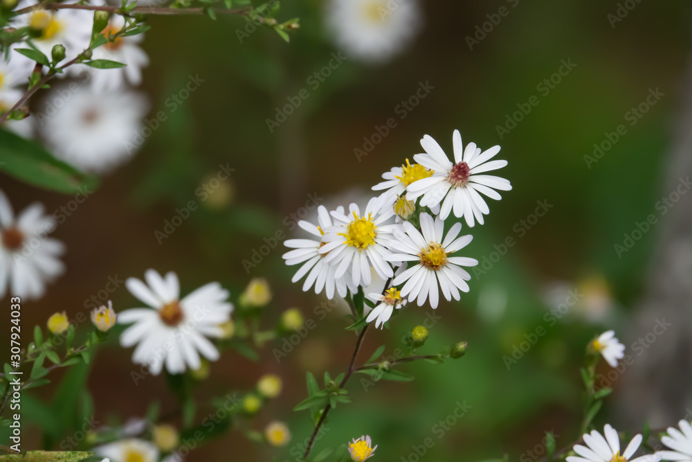 Fototapeta premium North American Aster Flowers in Bloom