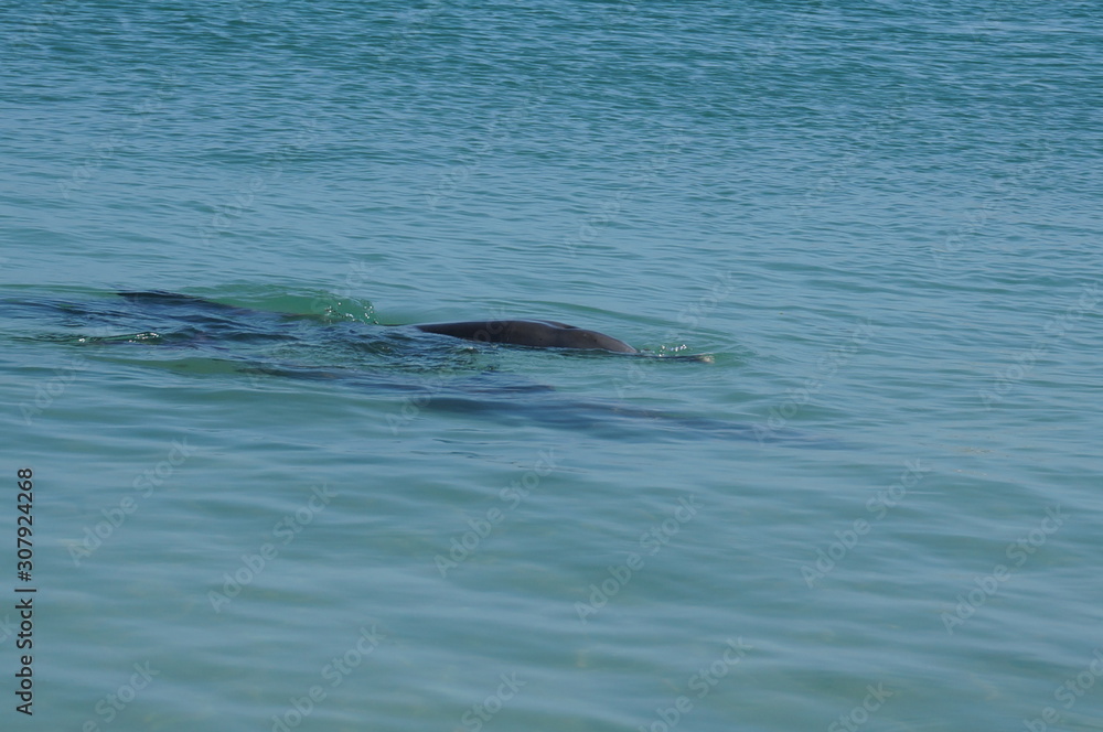 Obraz premium イルカに餌付け