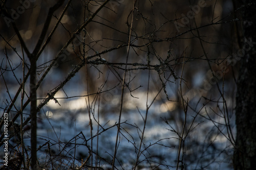 trees in fog