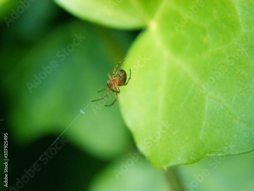 A small spider sits on a web in green leaves