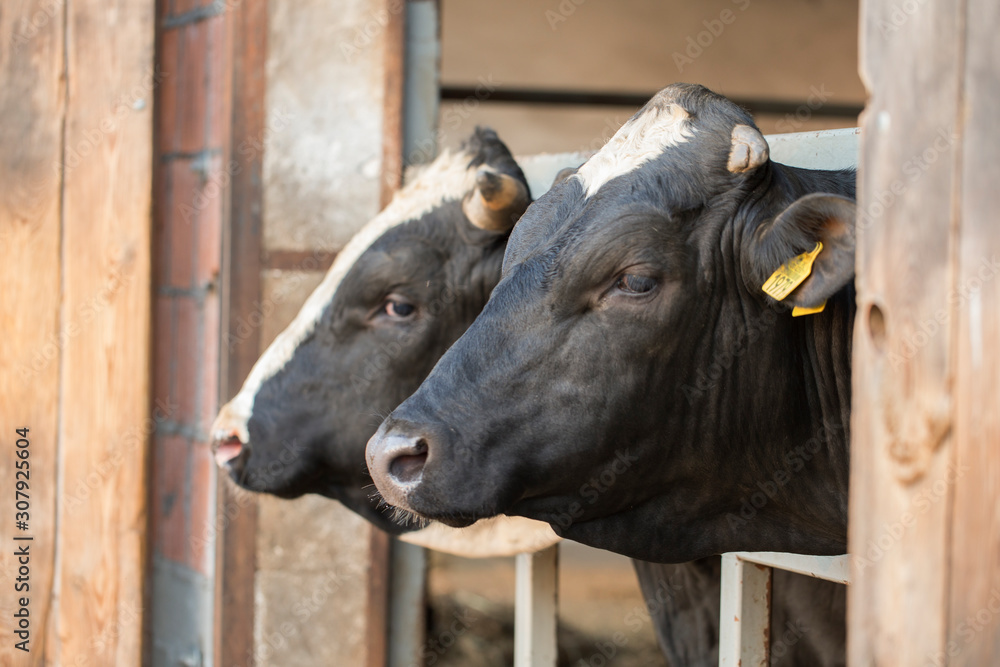 Black and white bulls head on a farm