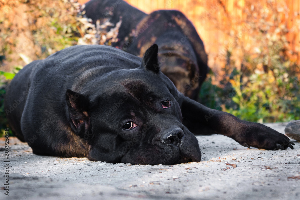 a beautiful big black dog breed Italian Cane Corso lies