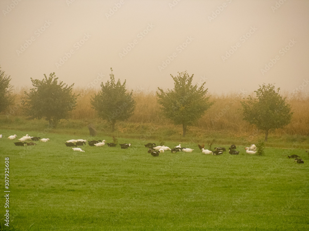 beautiful mist landscape in the morning, blurred outline of birds beautiful mist landscape in the morning, blurred outline of birds