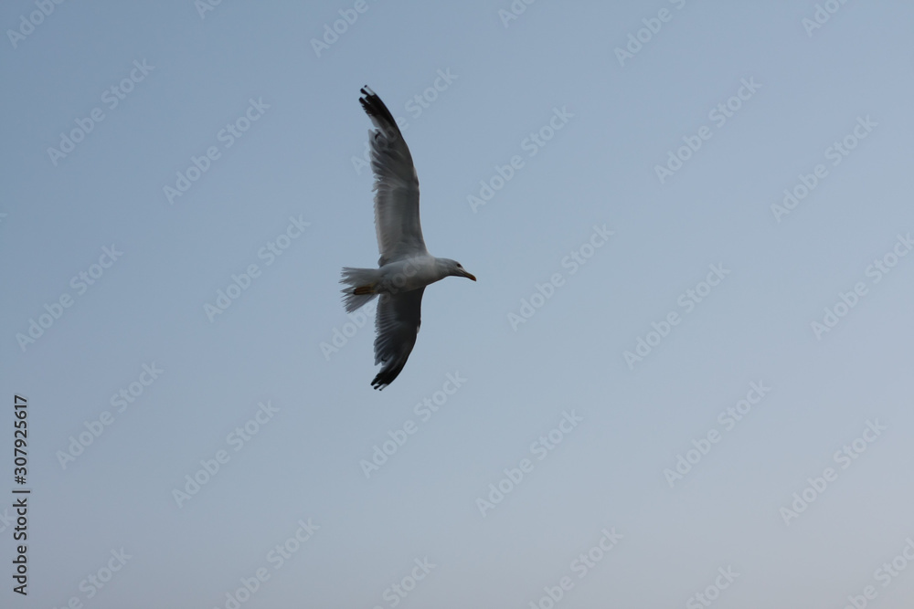 Obraz premium A seagull is flying in the sky