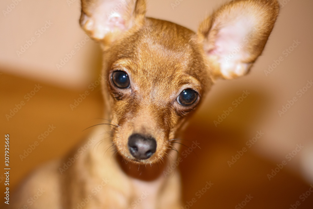 brown adult toy terrier dog proudly stands and looks at the camera