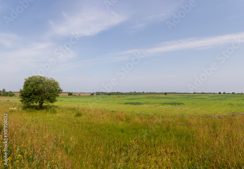 Natural scenery. A large wild meadow has a forest on the horizon. The weather is summer and cloudy. Ivanovo region  Russia.