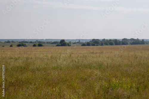 Natural scenery. A large wild meadow has a forest on the horizon. The weather is summer and cloudy. Ivanovo region  Russia.
