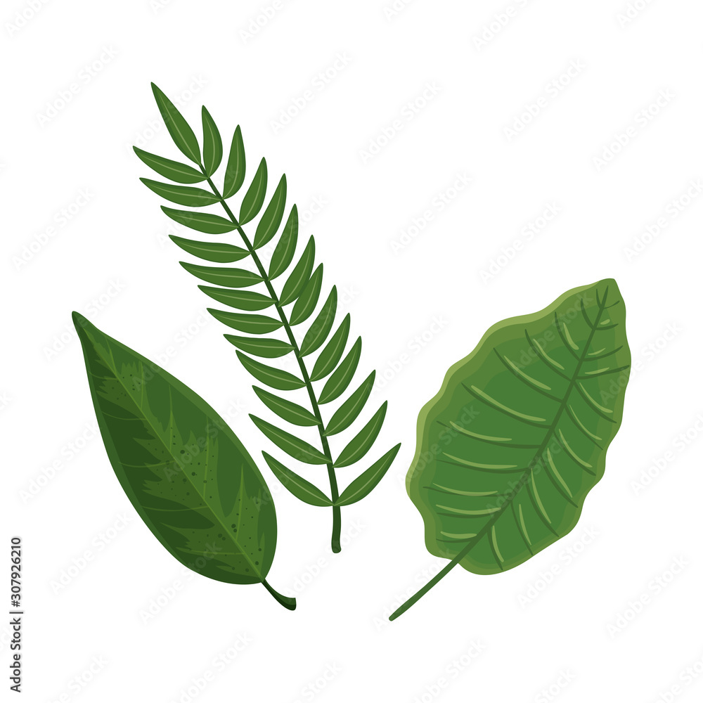Fototapeta leafs nature tropical isolated icon vector illustration design