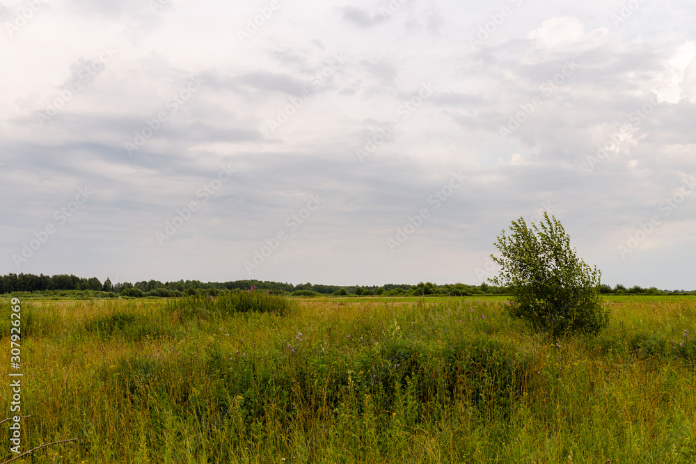 Natural scenery. A large wild meadow has a forest on the horizon. The weather is summer and cloudy. Ivanovo region, Russia.