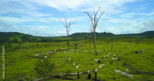 Livestock is one of the main causes of deforestation in the Amazon rainforest and responsible for changing land use. Pará, Brazil