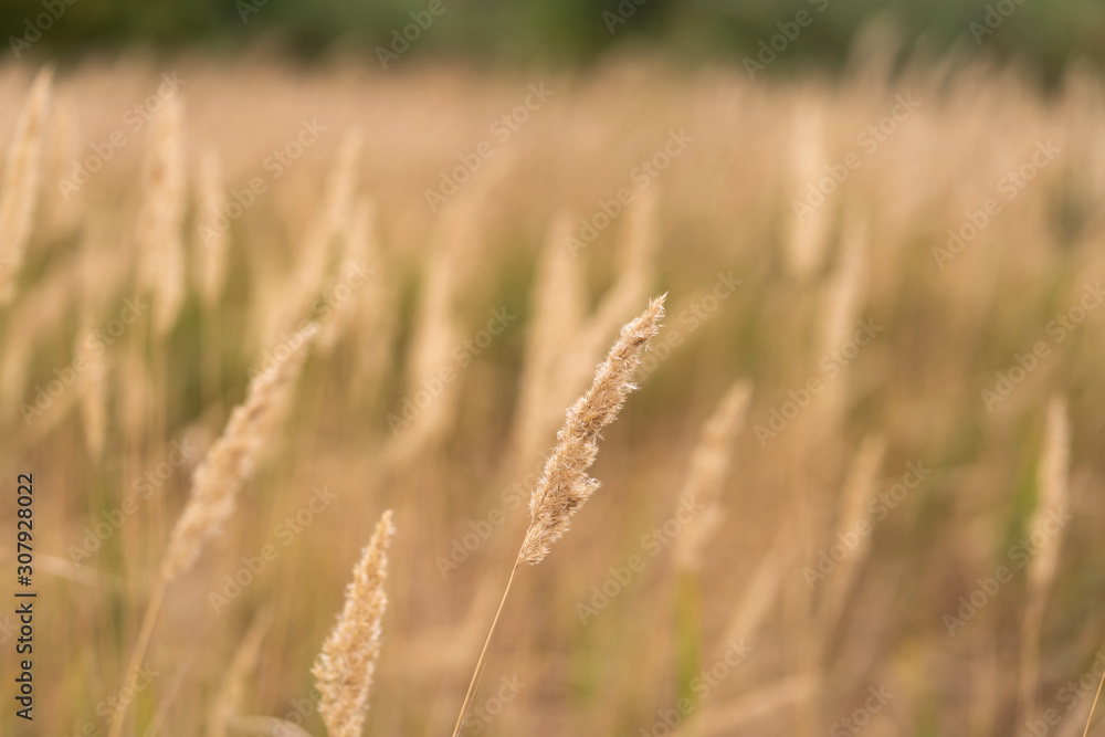 Savannah grass field in sun backlight,Twinkle with sunlight at noon. Savannah grass field in sun backlight,Twinkle with sunlight at noon.