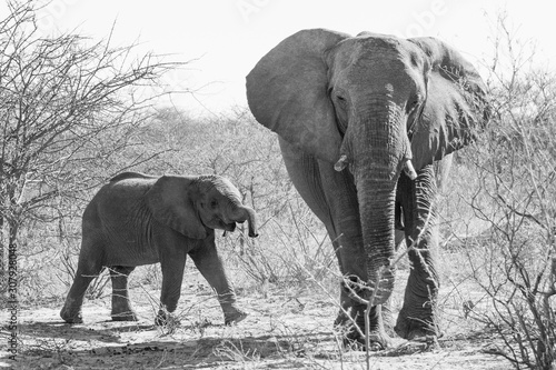 Canvas Print Africa, Namibia, wildlife animals and landscapes