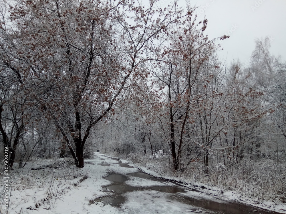 Fototapeta droga w zimowym lesie