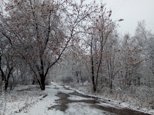 road in winter forest