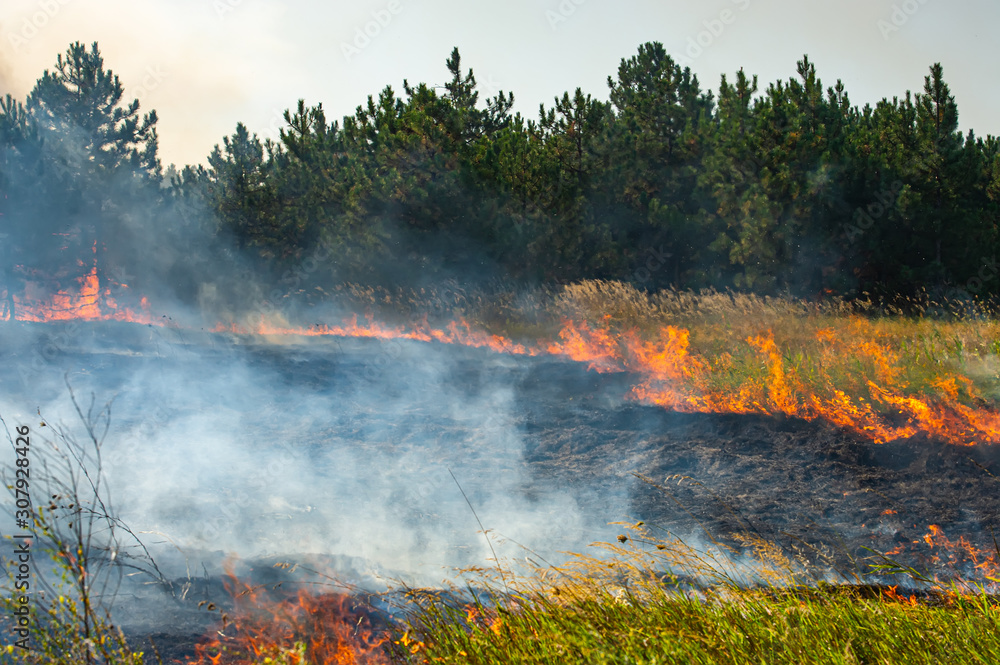 fire in the floodplains of the Dnieper River, the cause of lightning and a strong wind increase combustion.