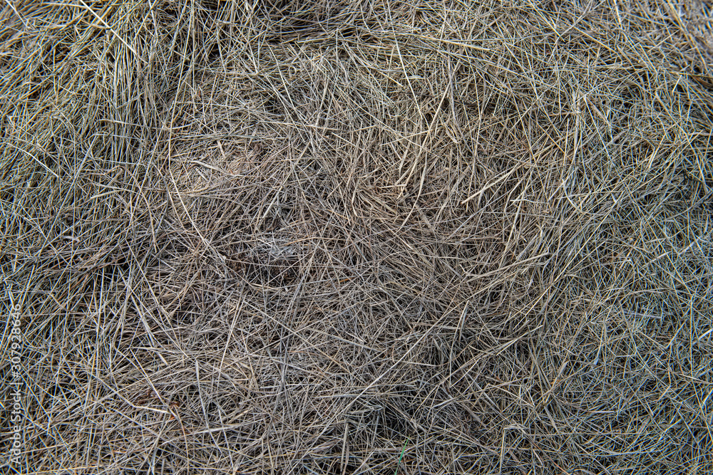 surface of the fallen dry grass in the meadow. surface of the fallen dry grass in the meadow.
