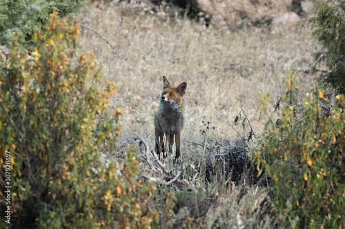 The Red Fox  Vulpes vulpes  staying in the grassland and looking around.