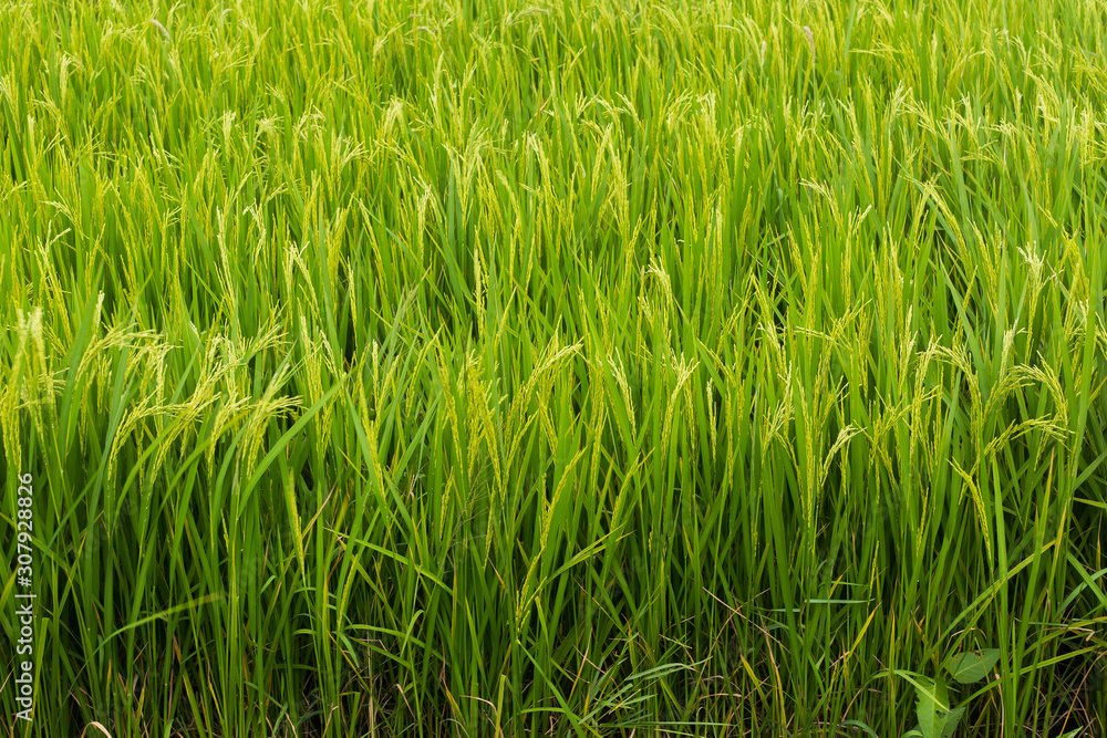 Field rice green Field rice green
