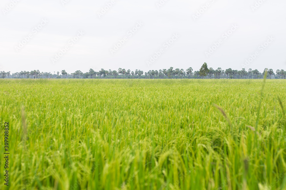 Field rice green