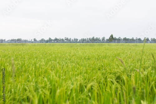 Field rice green