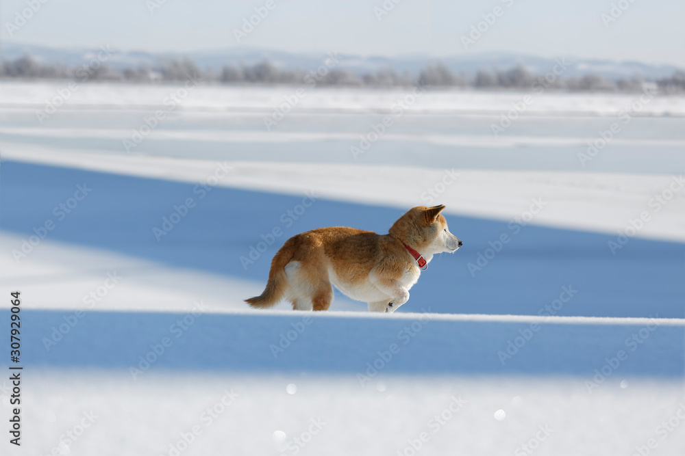 雪原で遊ぶ柴犬 雪原で遊ぶ柴犬