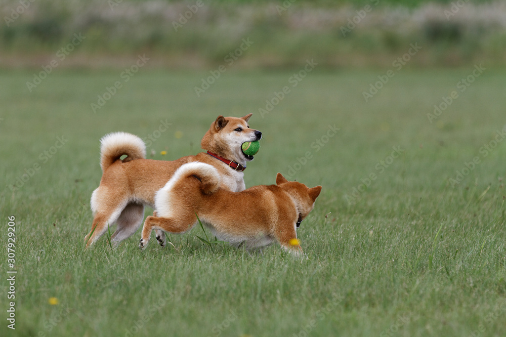 野原で遊んでいる柴犬 野原で遊んでいる柴犬