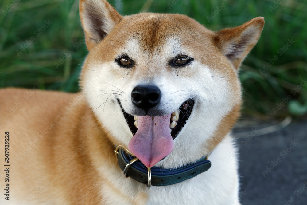 Φωτογραφία 野原で遊んでいる柴犬