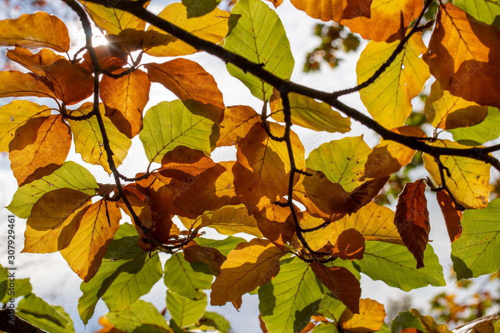 Colorful golden and green leaves in the last days of autumn on a sunny day Colorful golden and green leaves in the last days of autumn on a sunny day