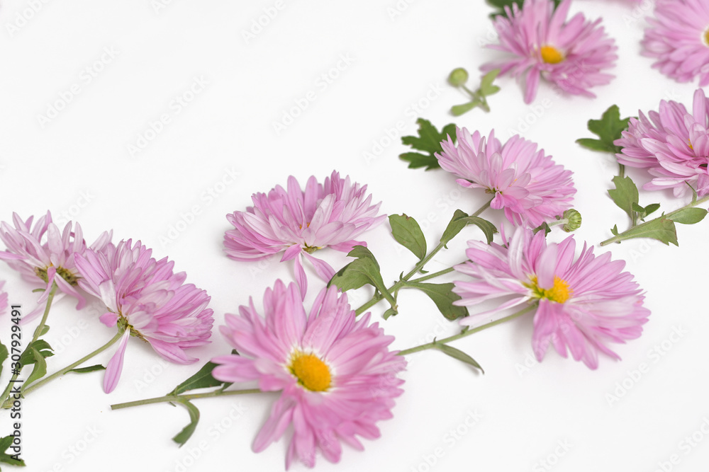 pink chrysanthemum flower isolated on white background, Flat Lay