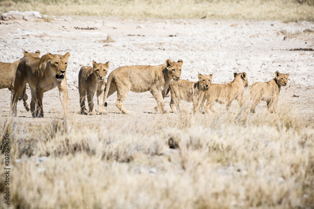 Naklejka premium Africa, Namibia, Wildlife animals