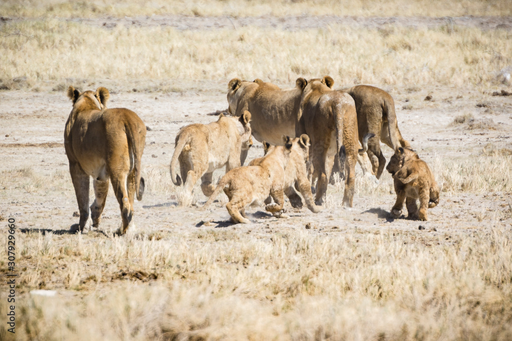 Africa, Namibia, Wildlife animals Africa, Namibia, Wildlife animals