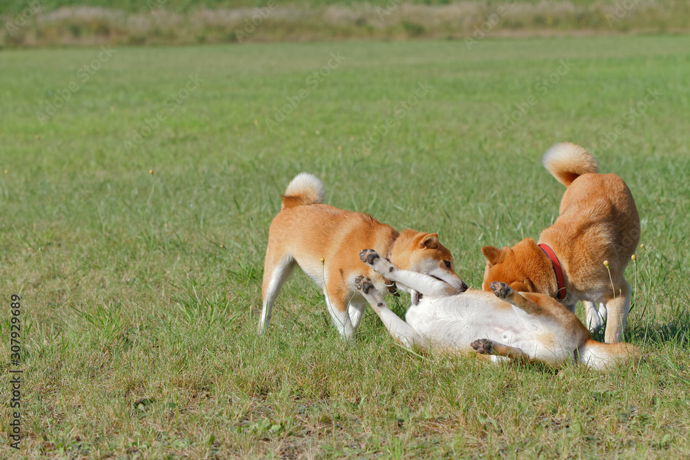 野原で遊んでいる柴犬 野原で遊んでいる柴犬