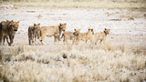 Africa, Namibia, Wildlife animals