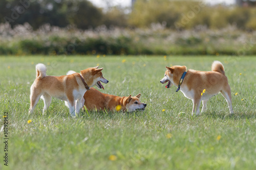 野原で遊んでいる柴犬 photo