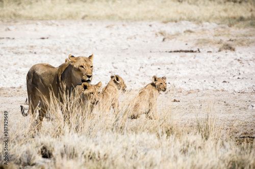Canvas Print Africa, Namibia, Wildlife animals