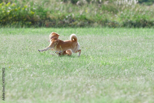 野原で遊んでいる柴犬