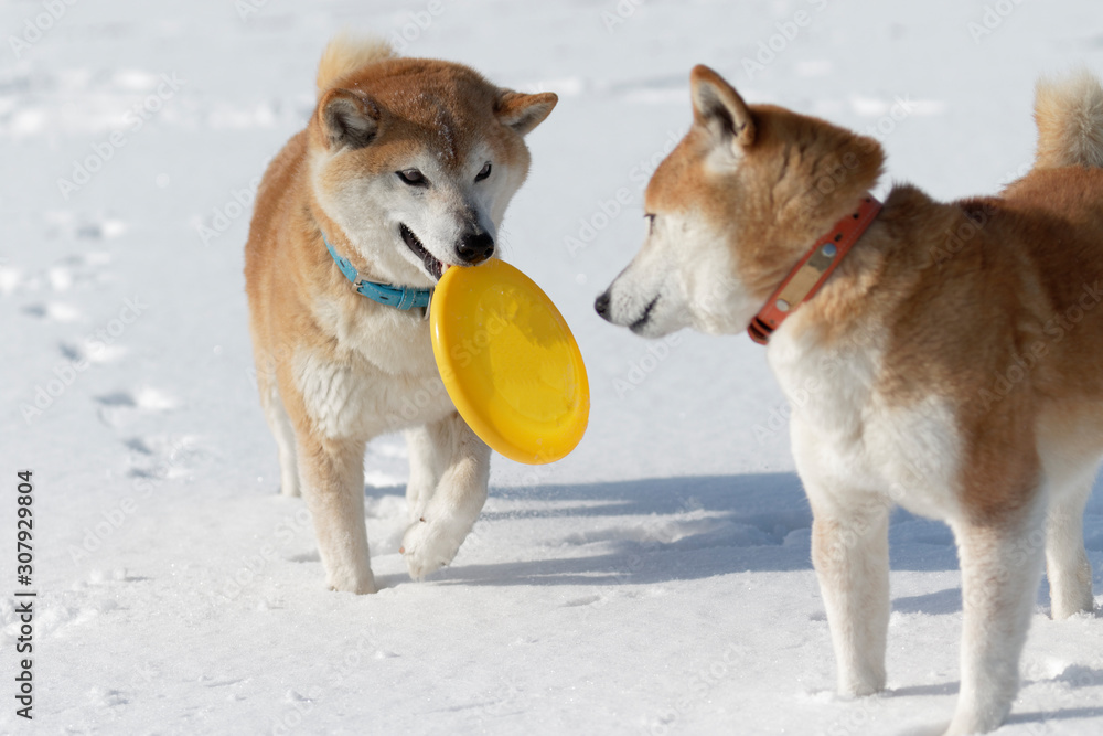 Naklejka premium 雪原で遊ぶ柴犬