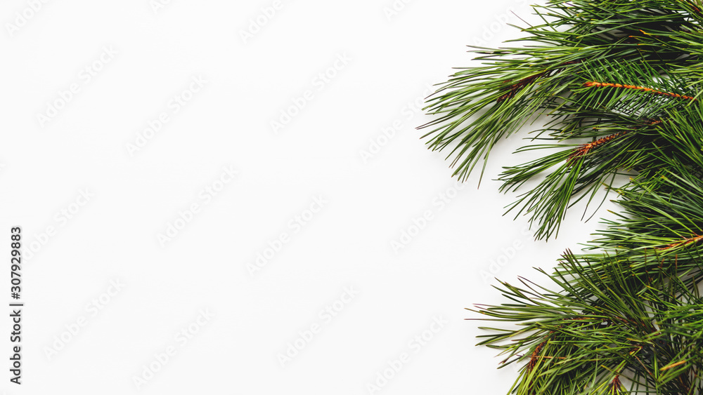 Banner with pine tree branches. White background with coniferous tree branches.