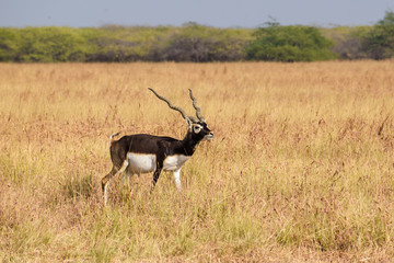 Wandcirkels Antilope Blackbuck mannetje met spiraalvormige horens  © Balaji