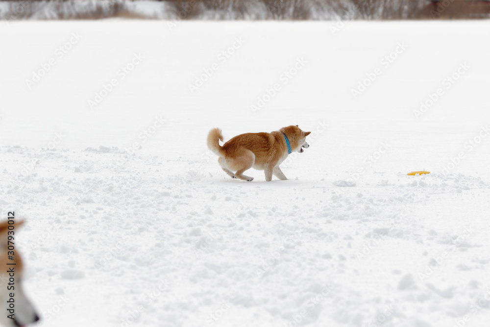 雪原で遊ぶ柴犬