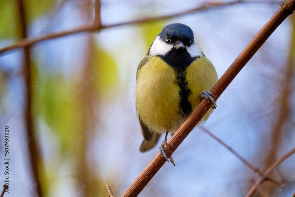 Great tit (latin: Parus major) front view with head turned, standing a small branch Great tit (latin: Parus major) front view with head turned, standing a small branch